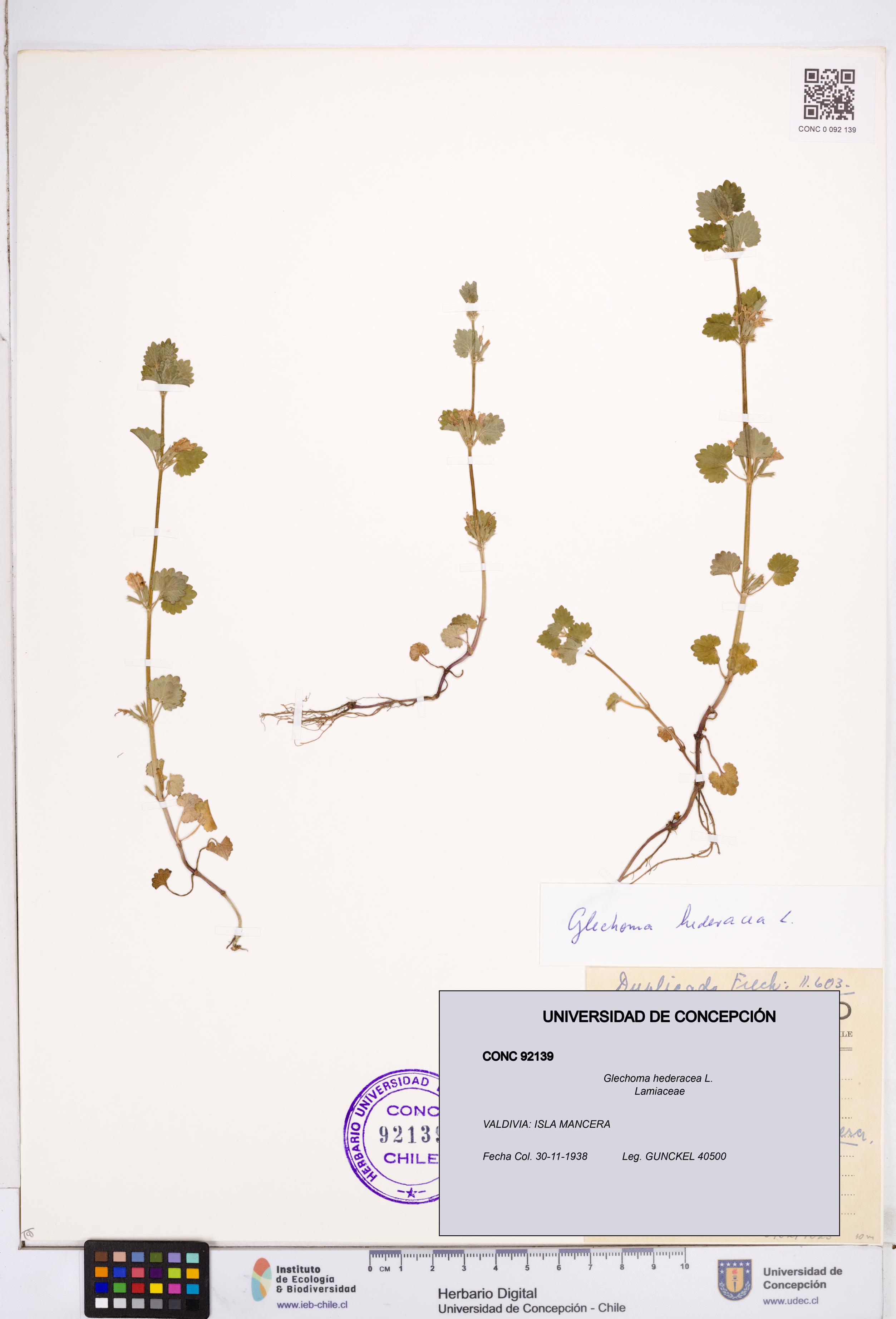Glechoma hederacea [Espécimen: ]