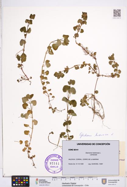 Glechoma hederacea [Espécimen: ]