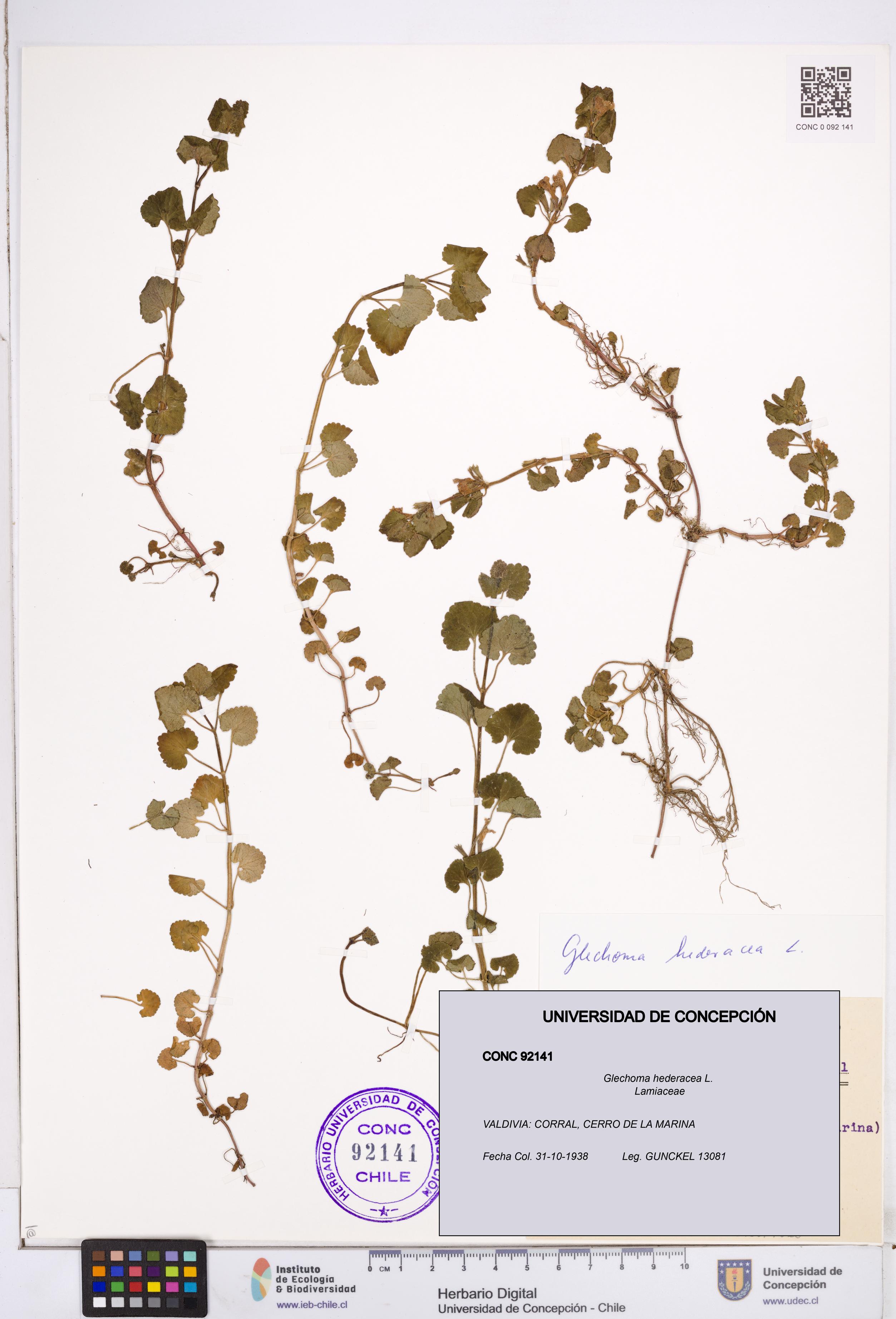 Glechoma hederacea [Espécimen: ]
