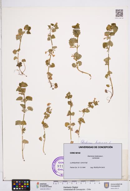 Glechoma hederacea [Espécimen: ]