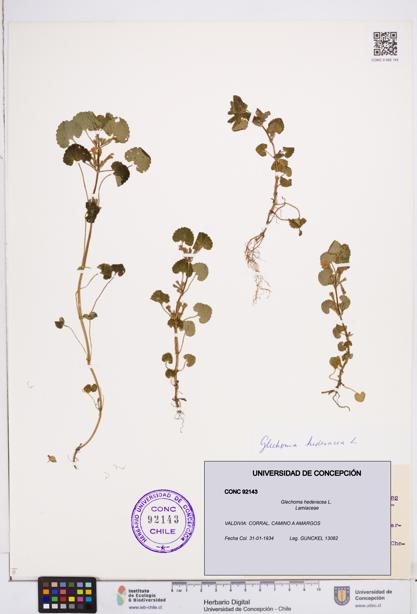 Glechoma hederacea [Espécimen: ]