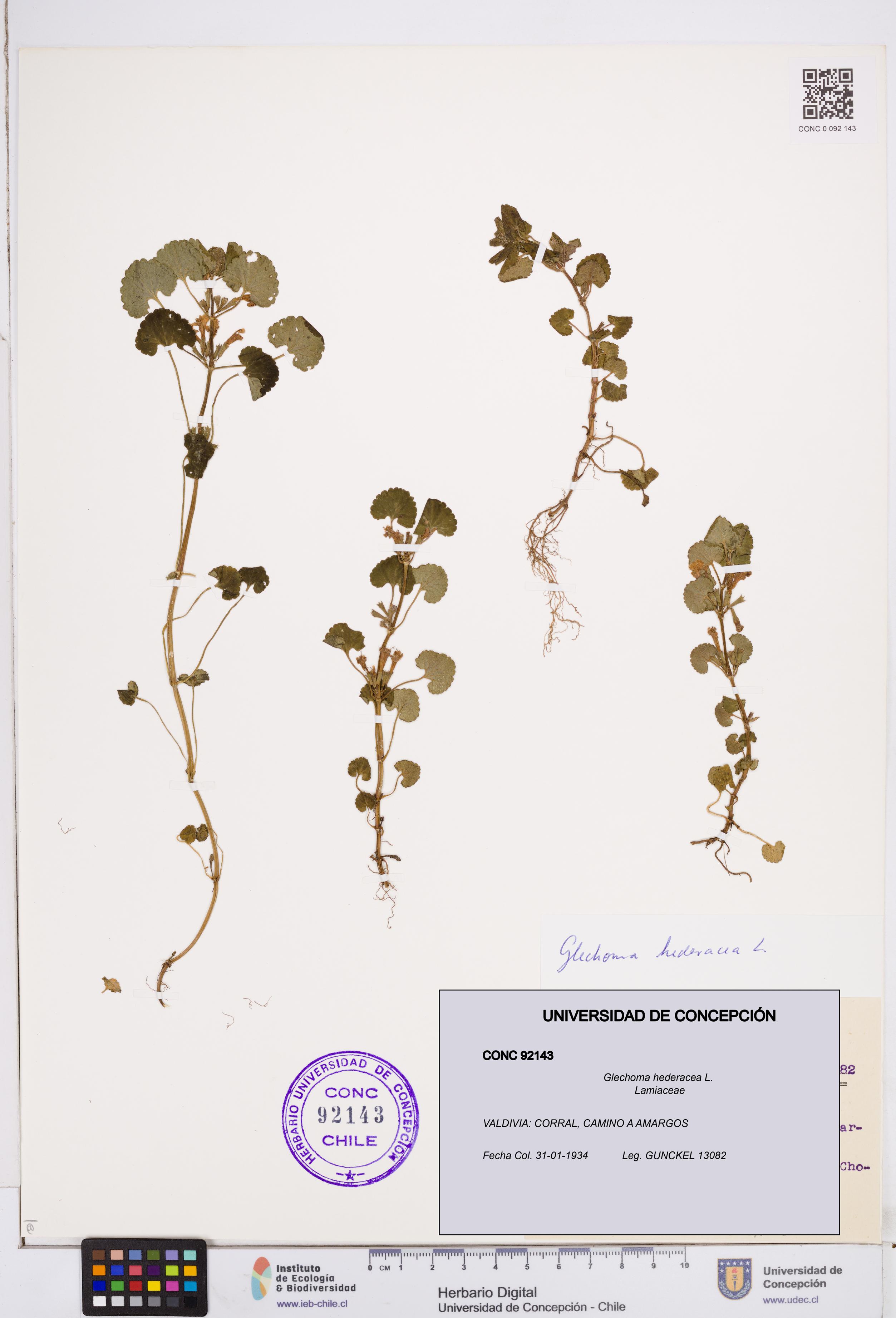 Glechoma hederacea [Espécimen: ]