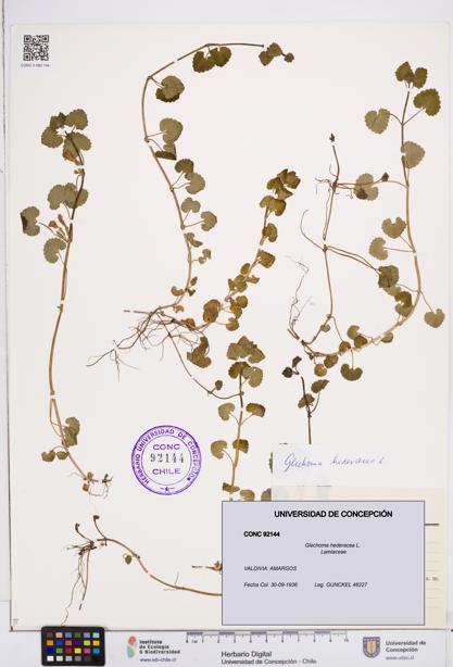 Glechoma hederacea [Espécimen: ]