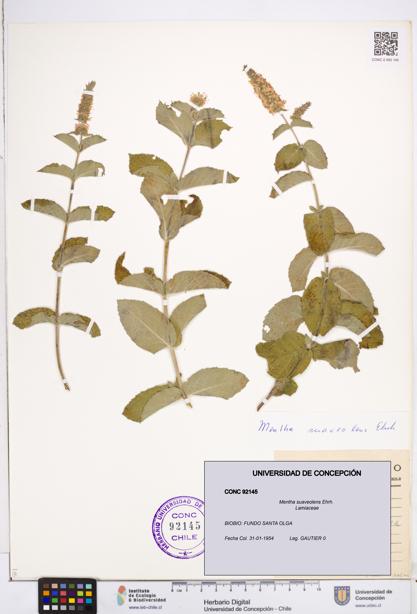 Mentha suaveolens [Espécimen: ]