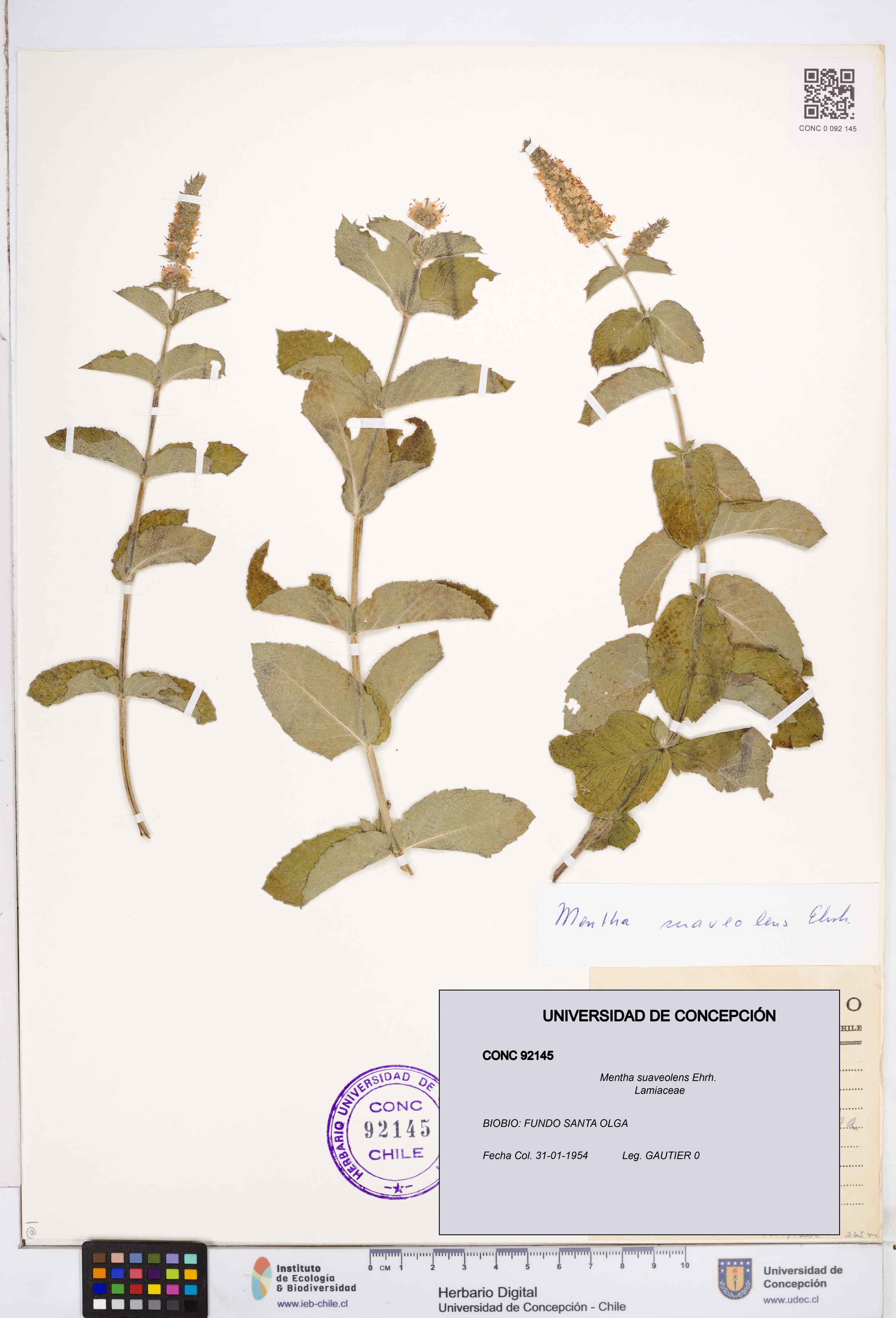 Mentha suaveolens [Espécimen: ]