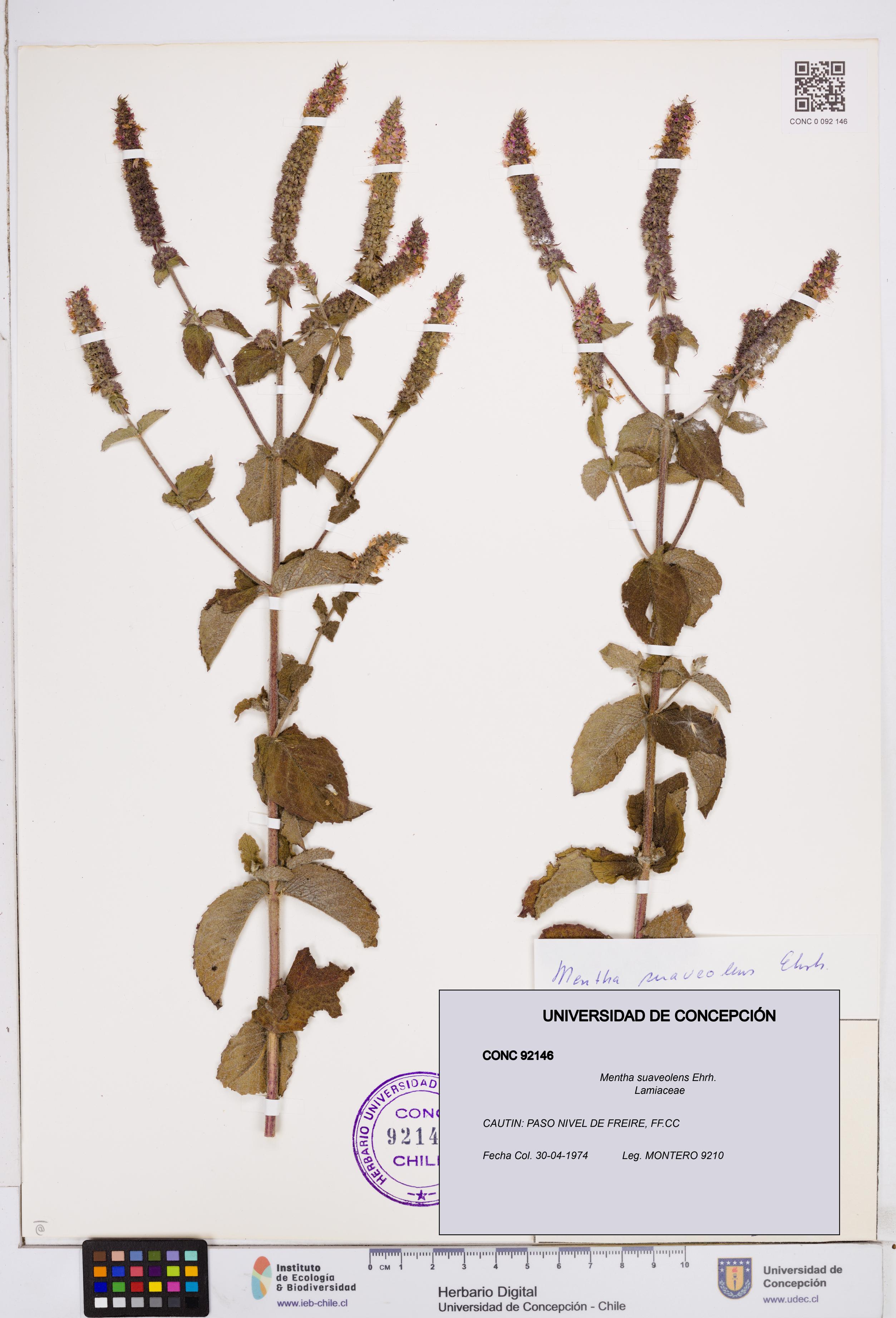 Mentha suaveolens [Espécimen: ]