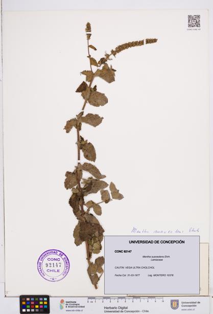 Mentha suaveolens [Espécimen: ]