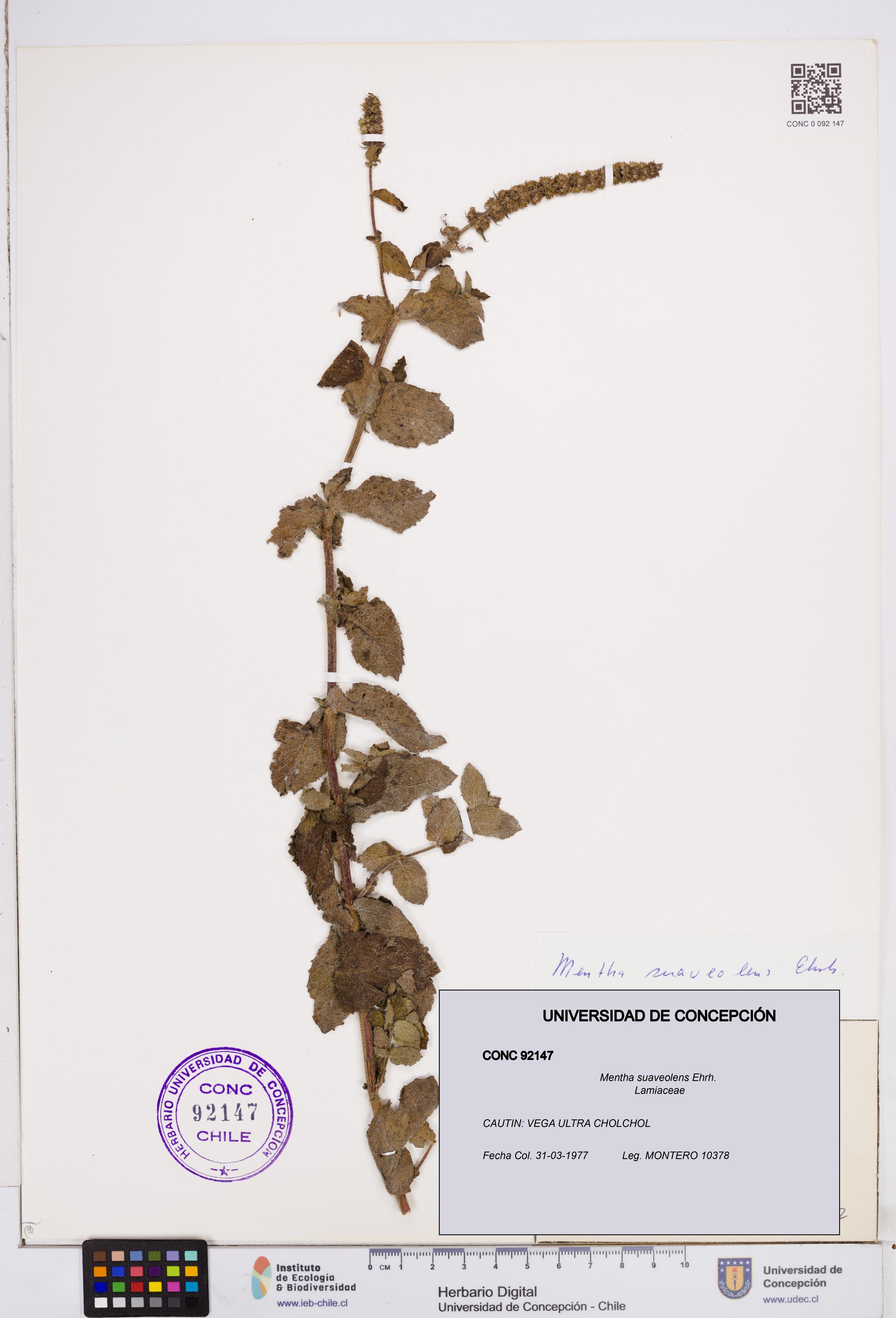 Mentha suaveolens [Espécimen: ]