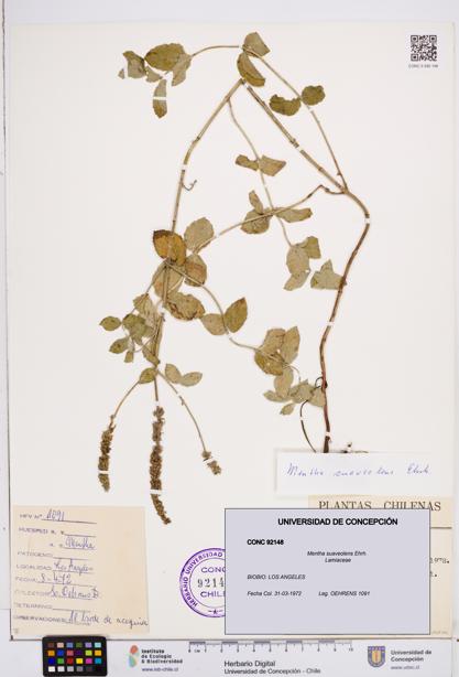 Mentha suaveolens [Espécimen: ]