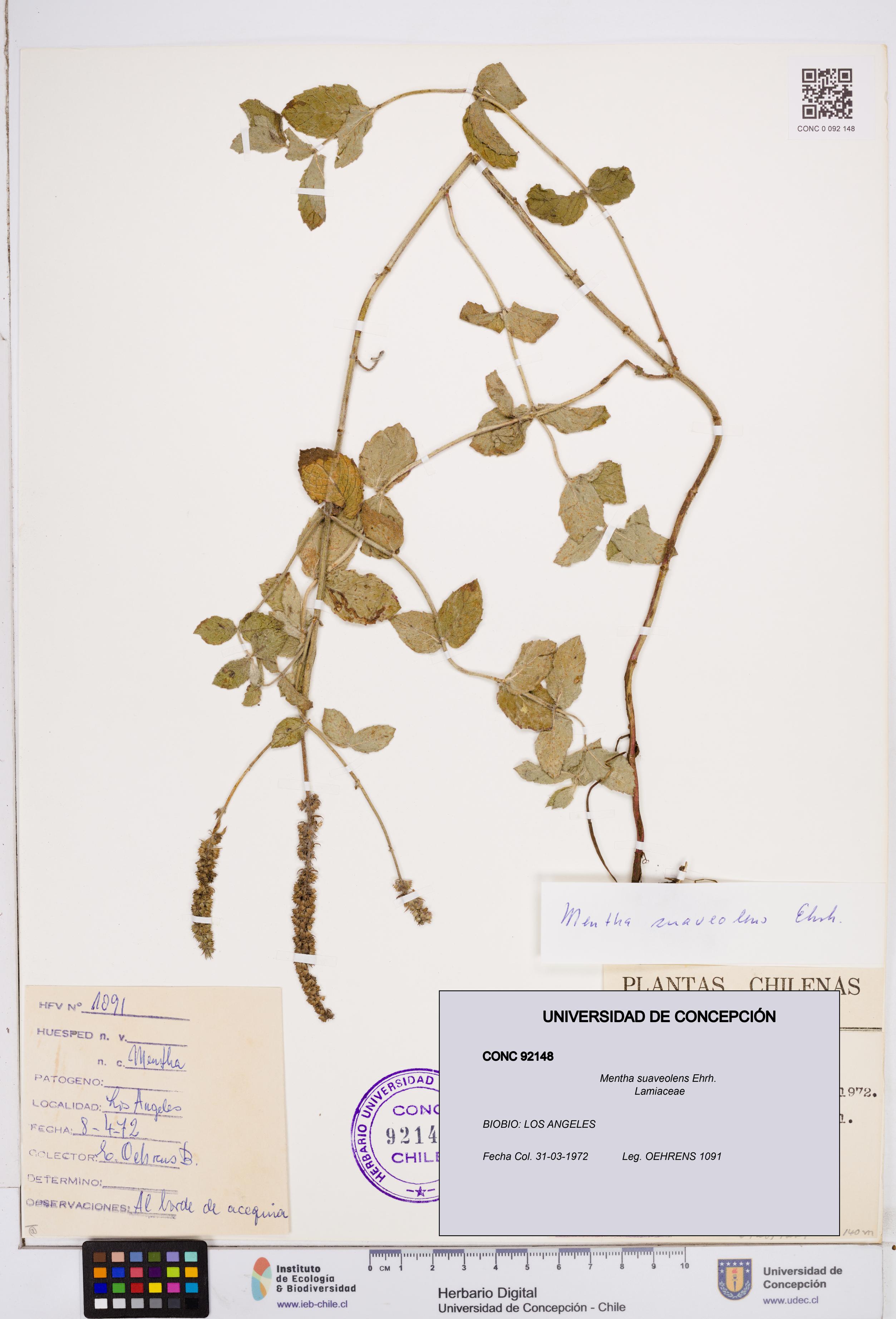 Mentha suaveolens [Espécimen: ]