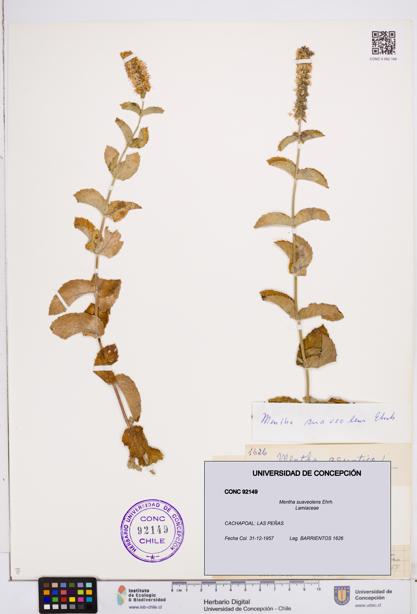 Mentha suaveolens [Espécimen: ]