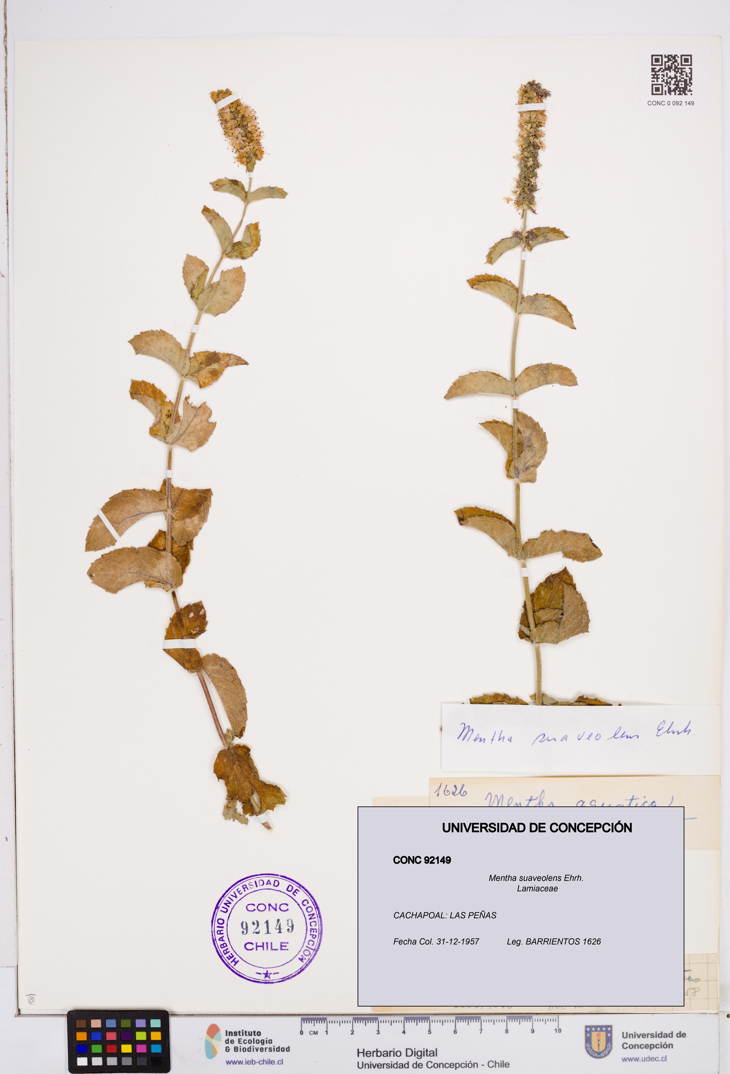 Mentha suaveolens [Espécimen: ]