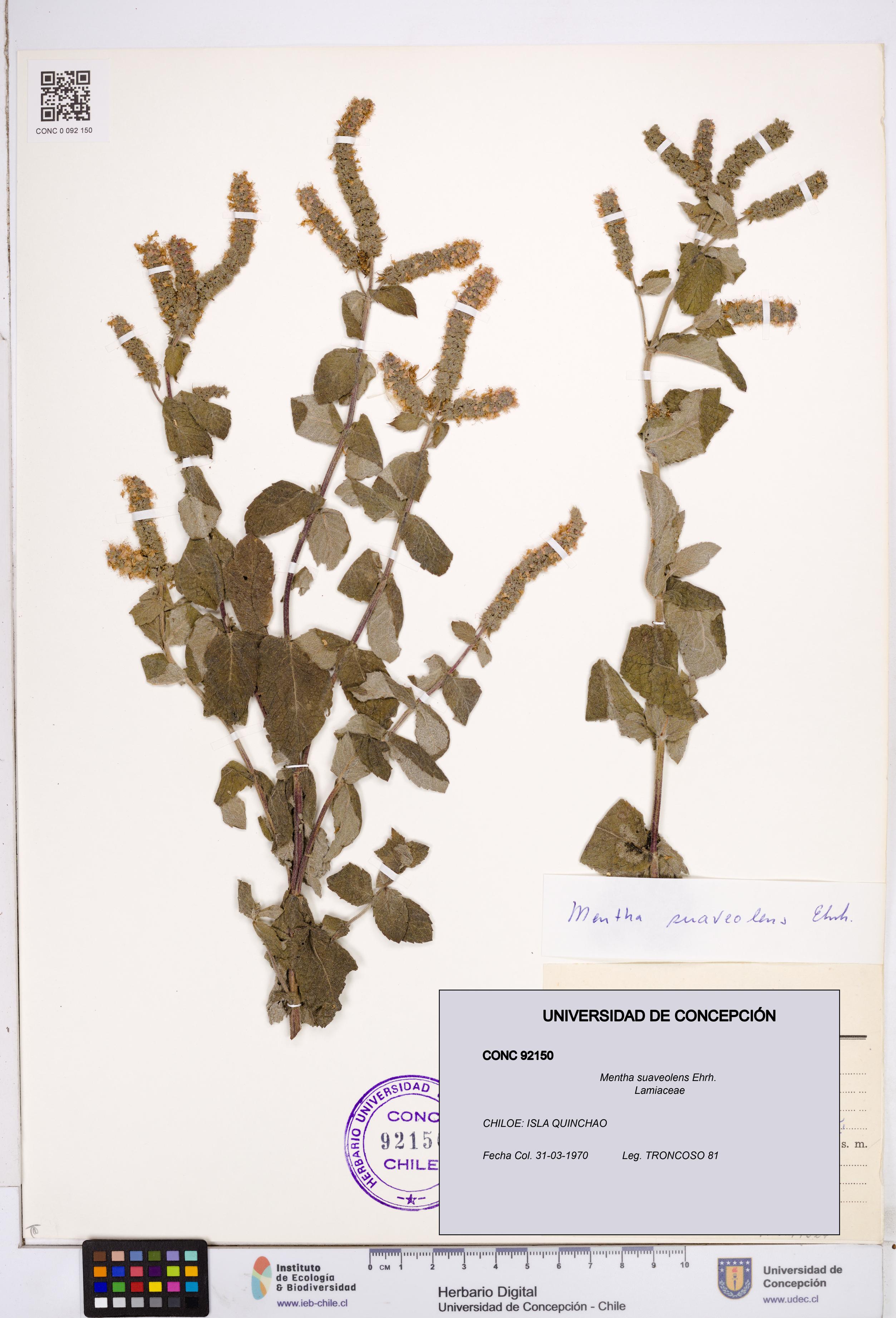 Mentha suaveolens [Espécimen: ]