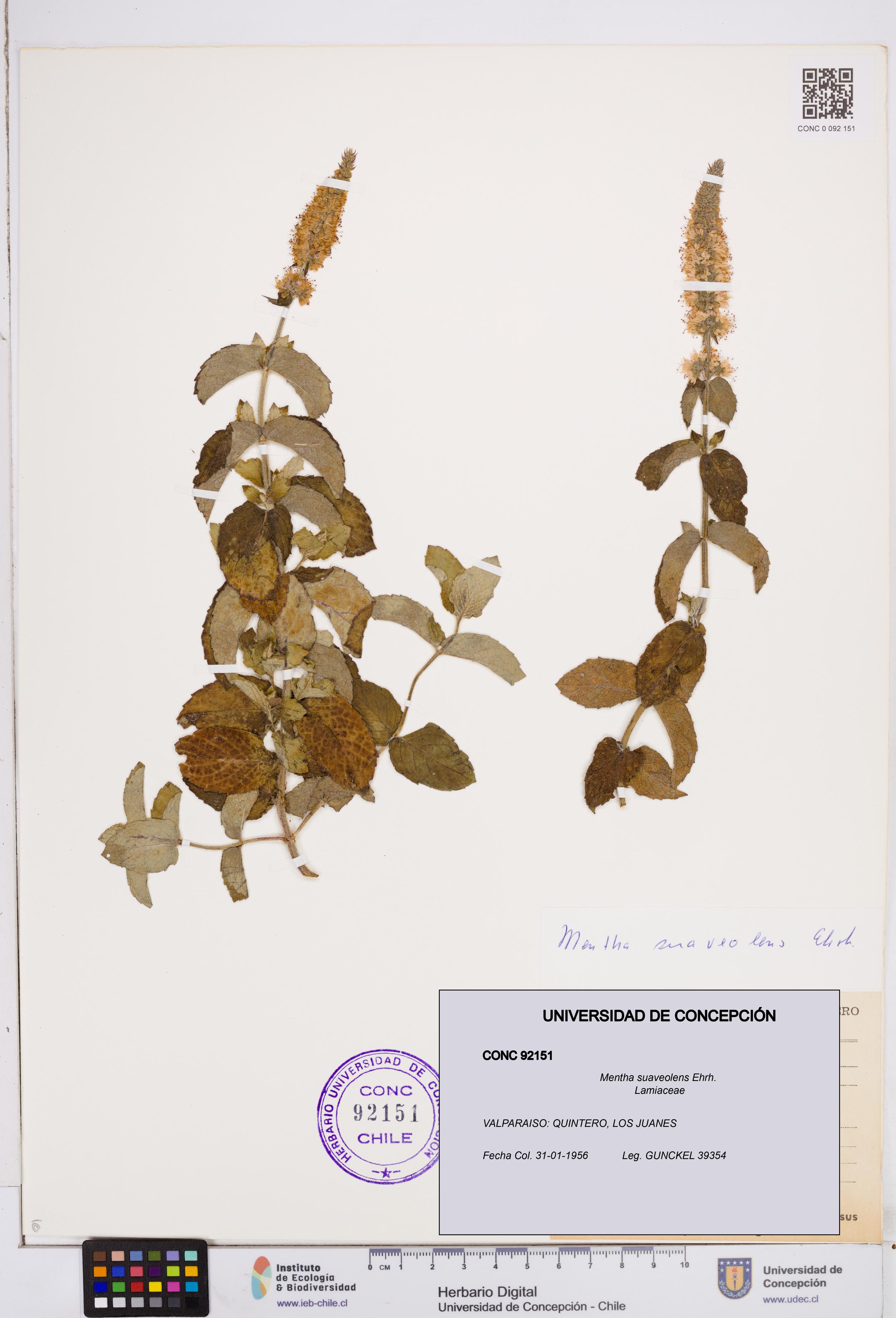 Mentha suaveolens [Espécimen: ]