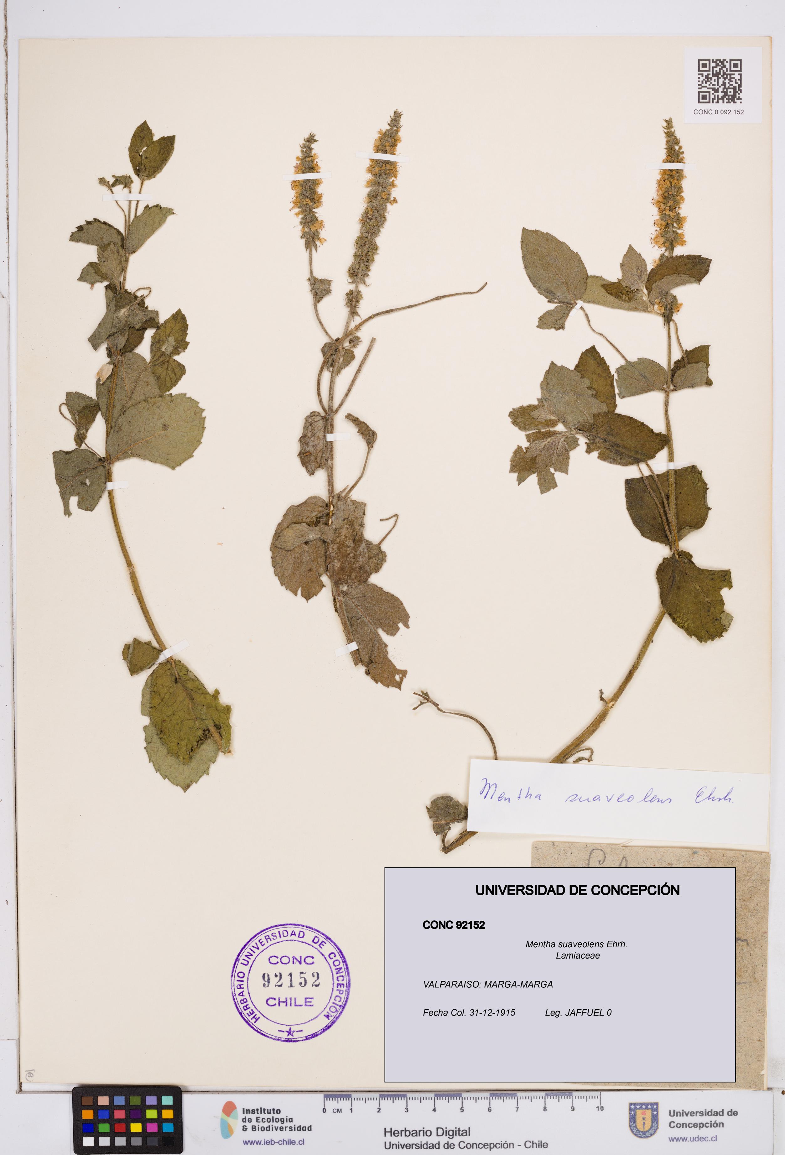Mentha suaveolens [Espécimen: ]
