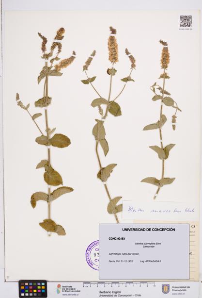 Mentha suaveolens [Espécimen: ]