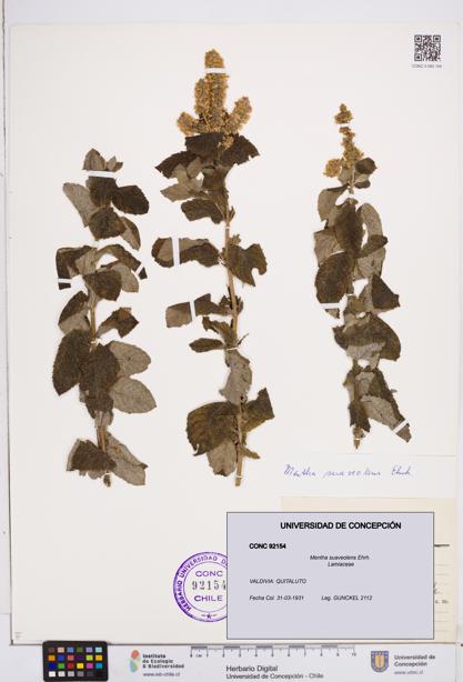 Mentha suaveolens [Espécimen: ]