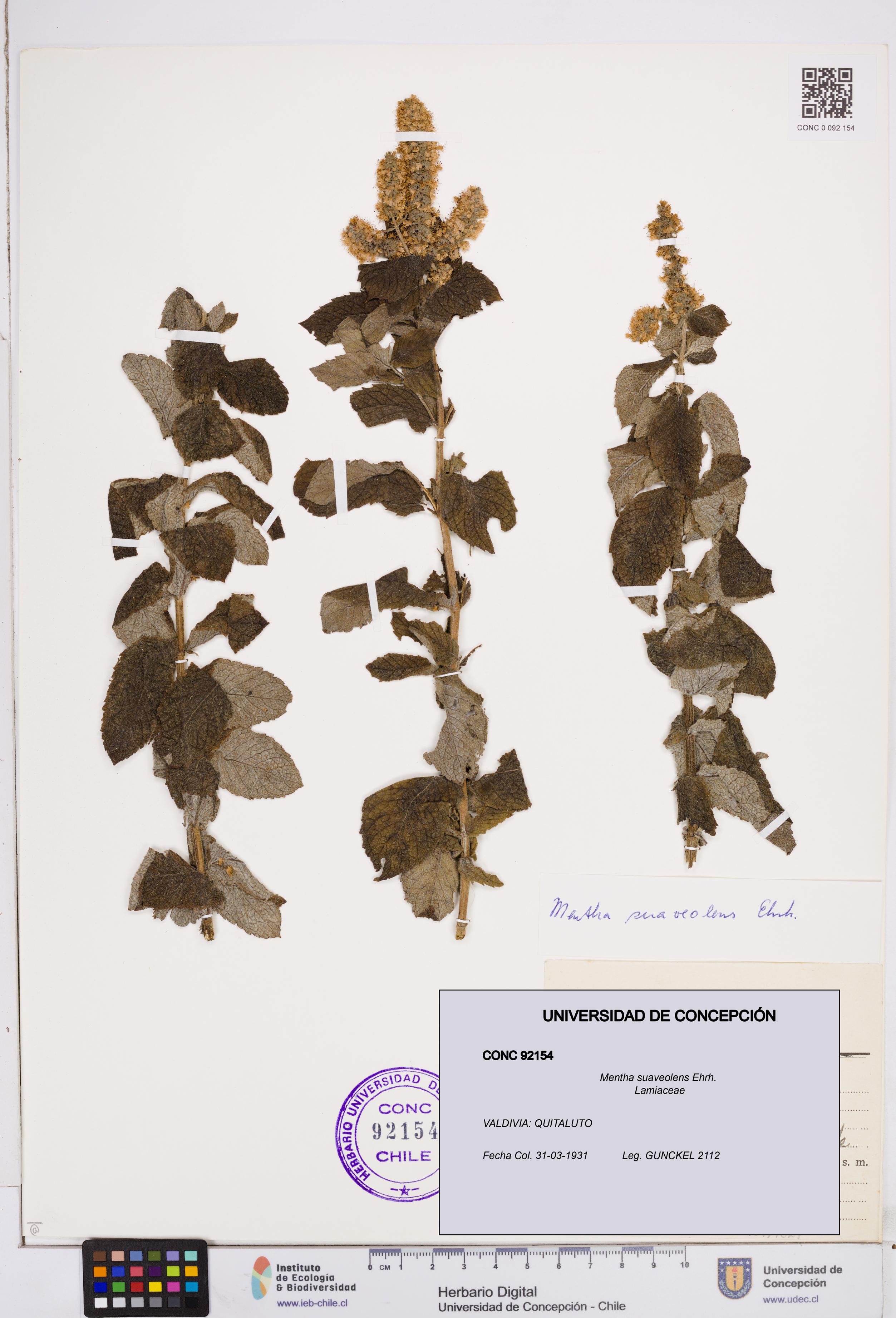 Mentha suaveolens [Espécimen: ]