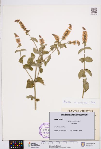 Mentha suaveolens [Espécimen: ]