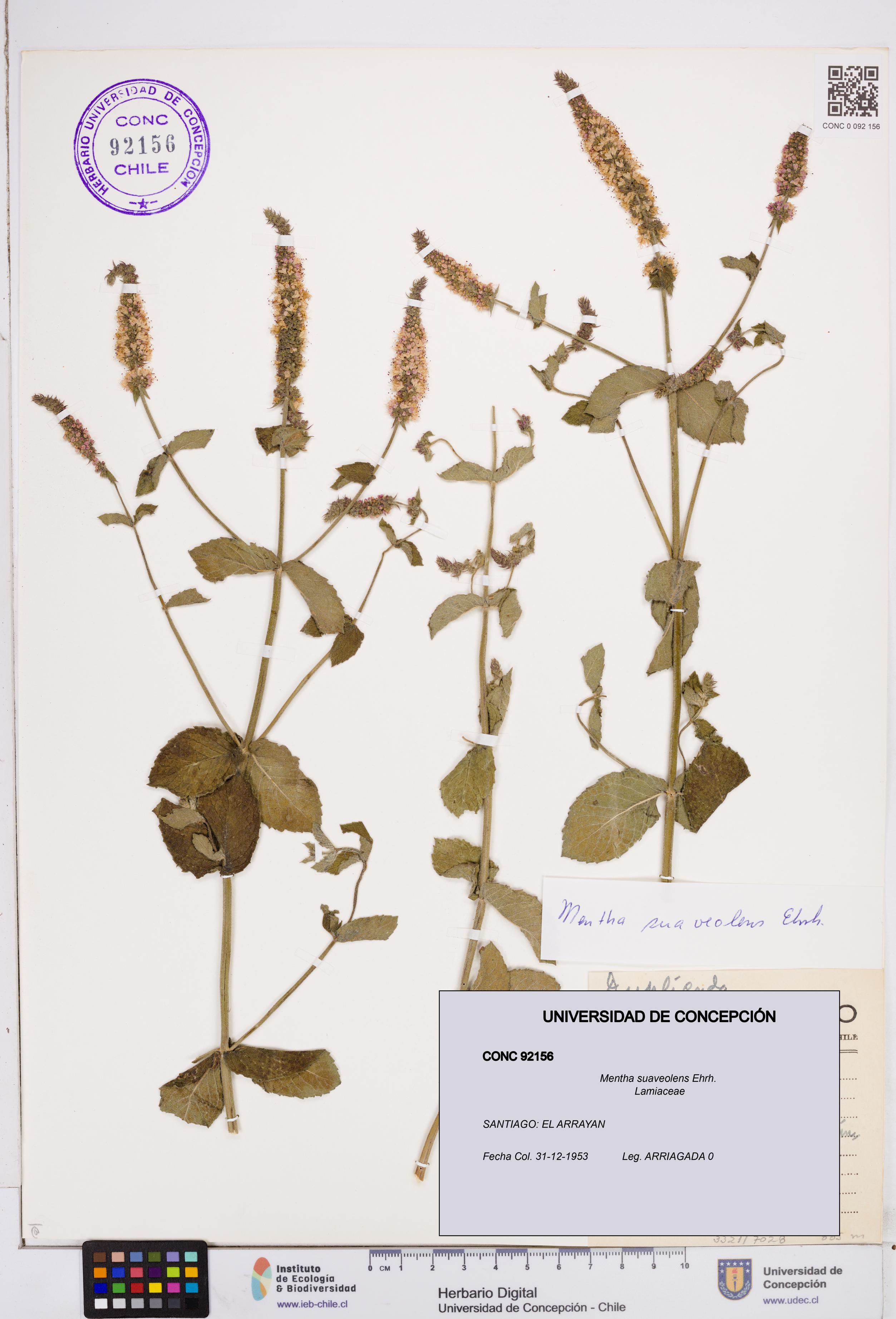 Mentha suaveolens [Espécimen: ]