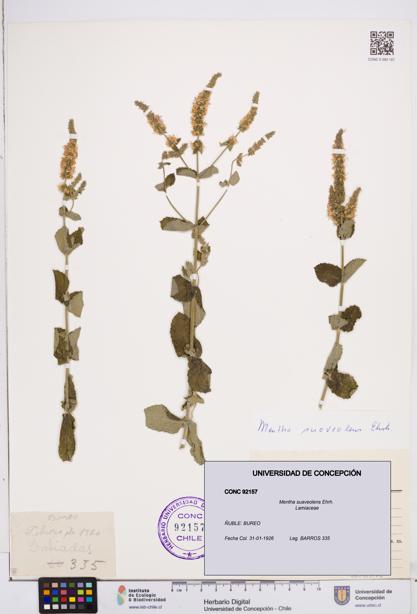 Mentha suaveolens [Espécimen: ]