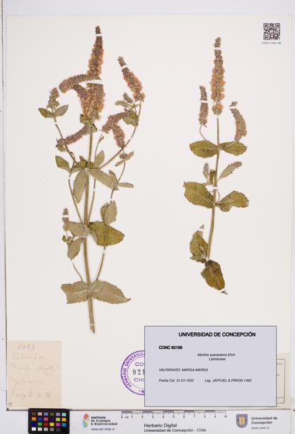 Mentha suaveolens [Espécimen: ]