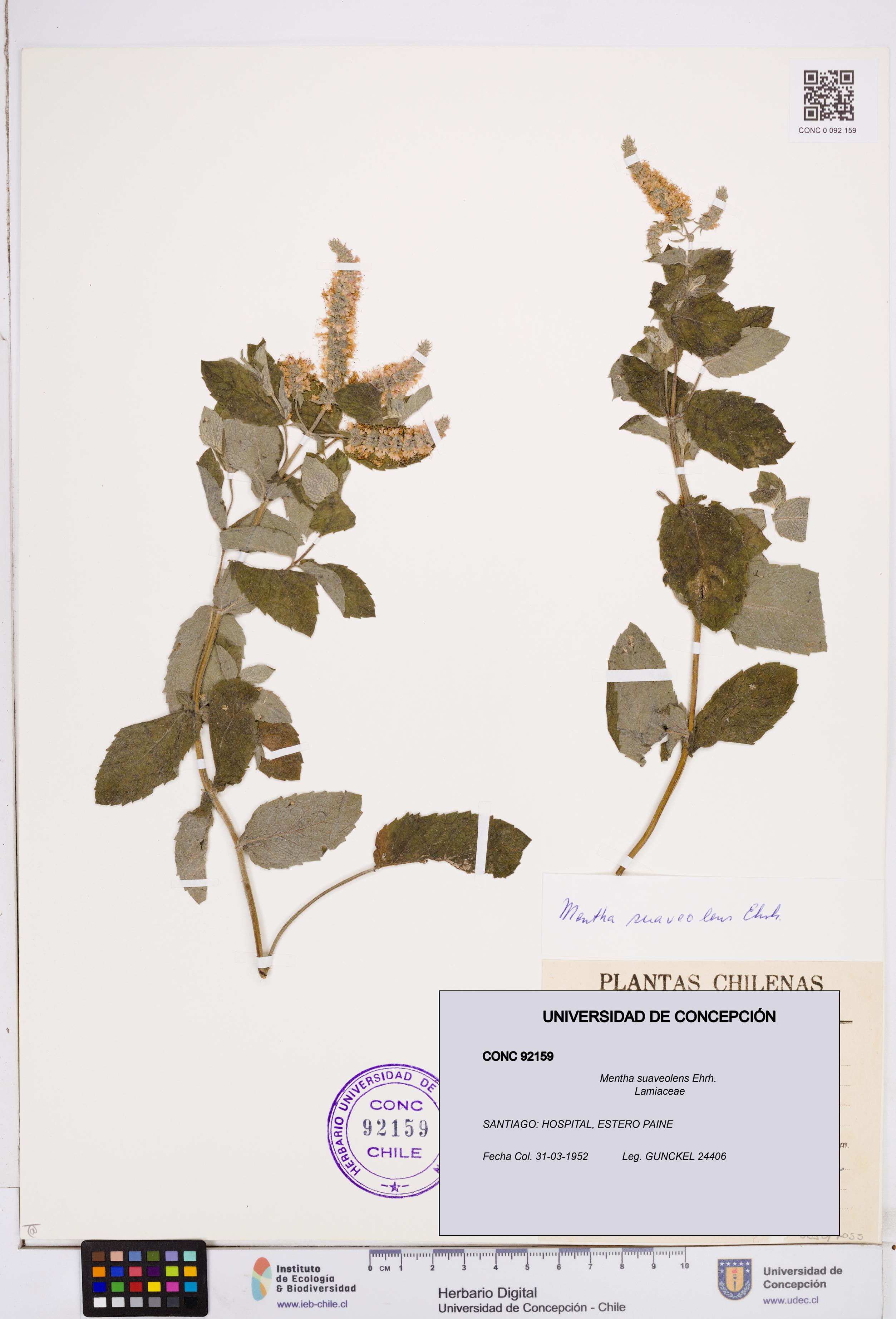 Mentha suaveolens [Espécimen: ]