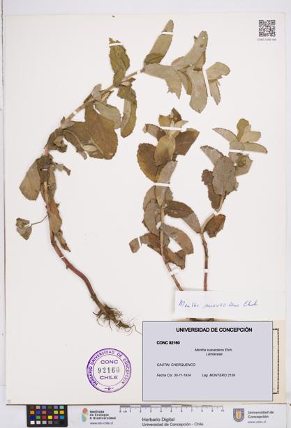 Mentha suaveolens [Espécimen: ]