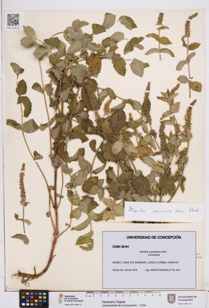 Mentha suaveolens [Espécimen: ]