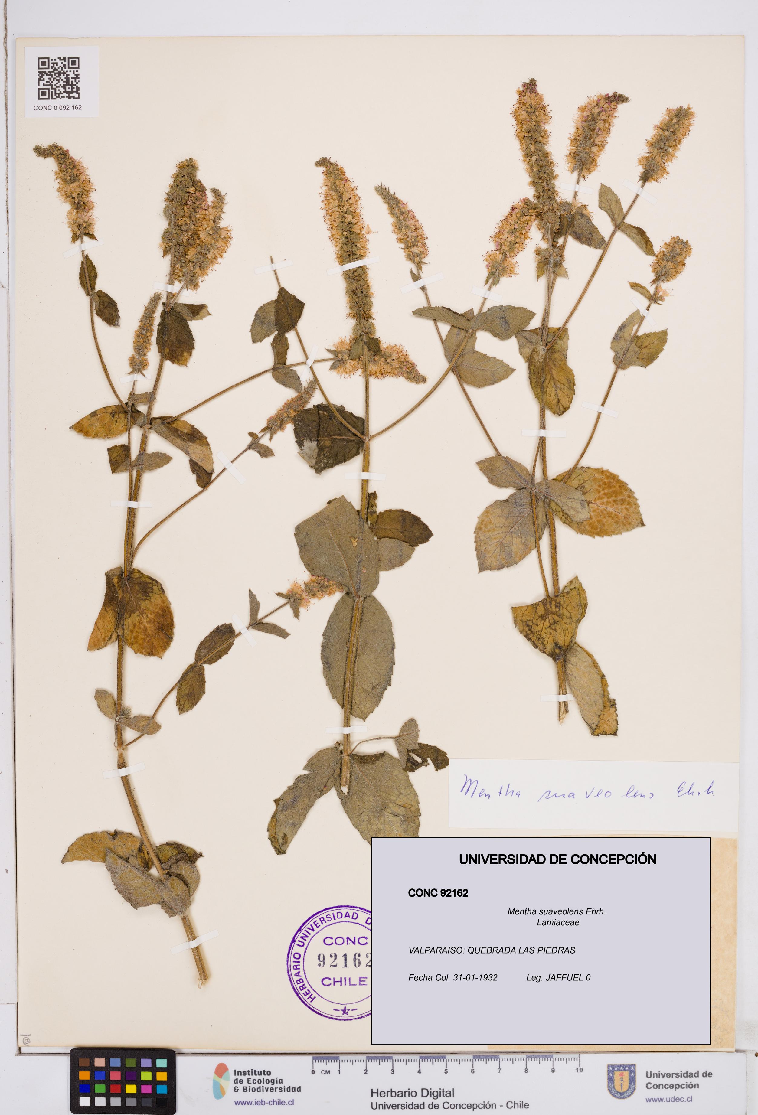 Mentha suaveolens [Espécimen: ]