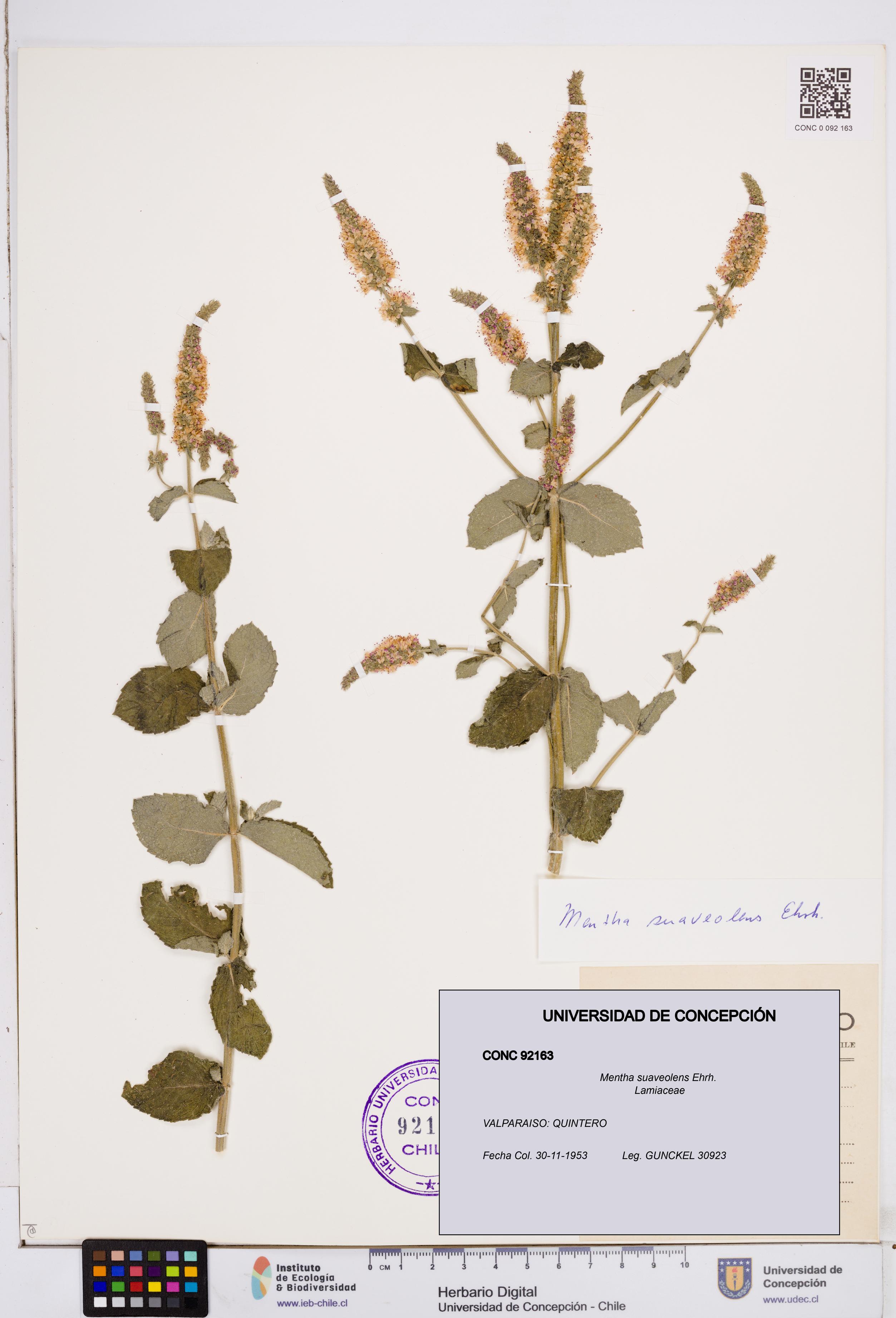 Mentha suaveolens [Espécimen: ]