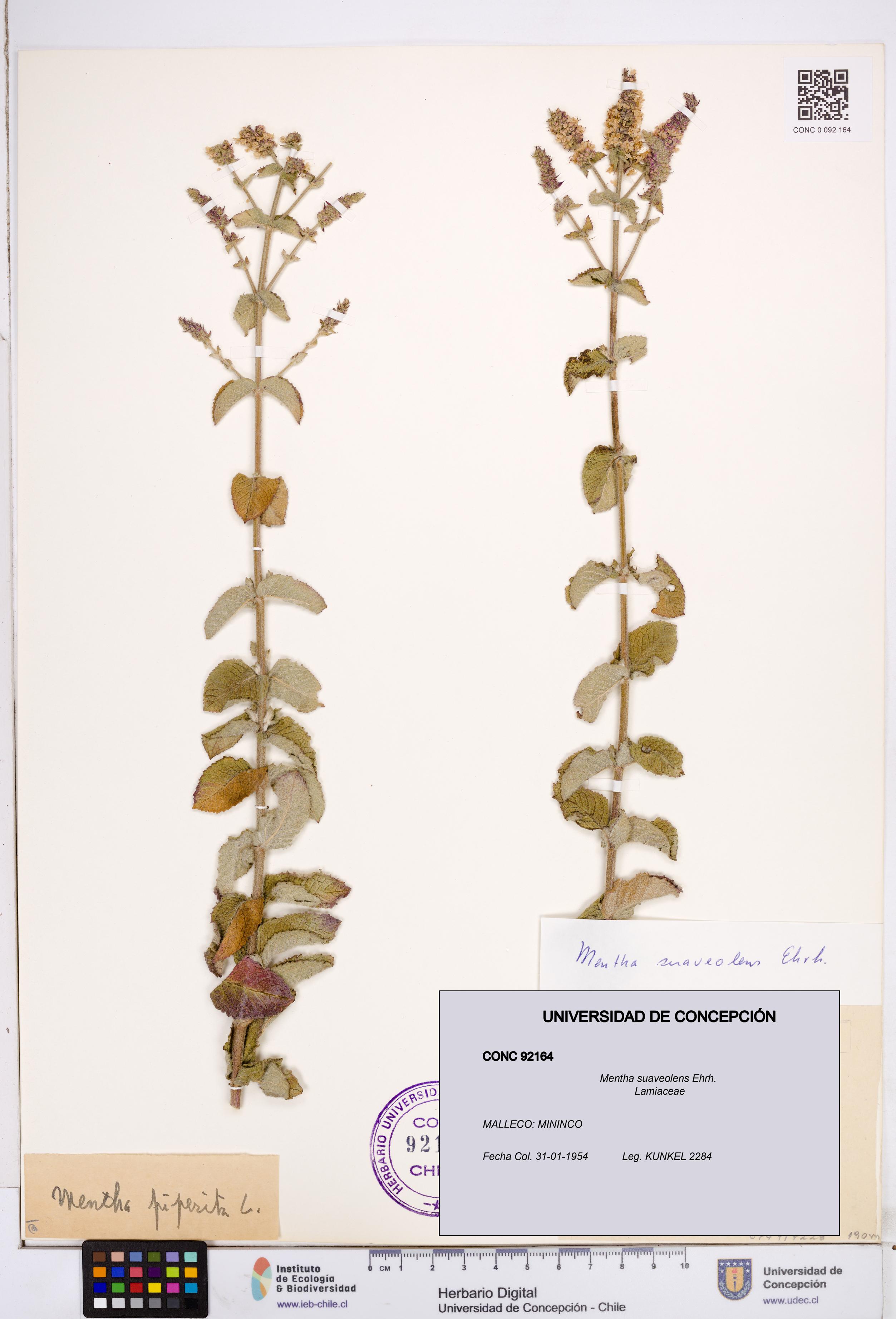 Mentha suaveolens [Espécimen: ]
