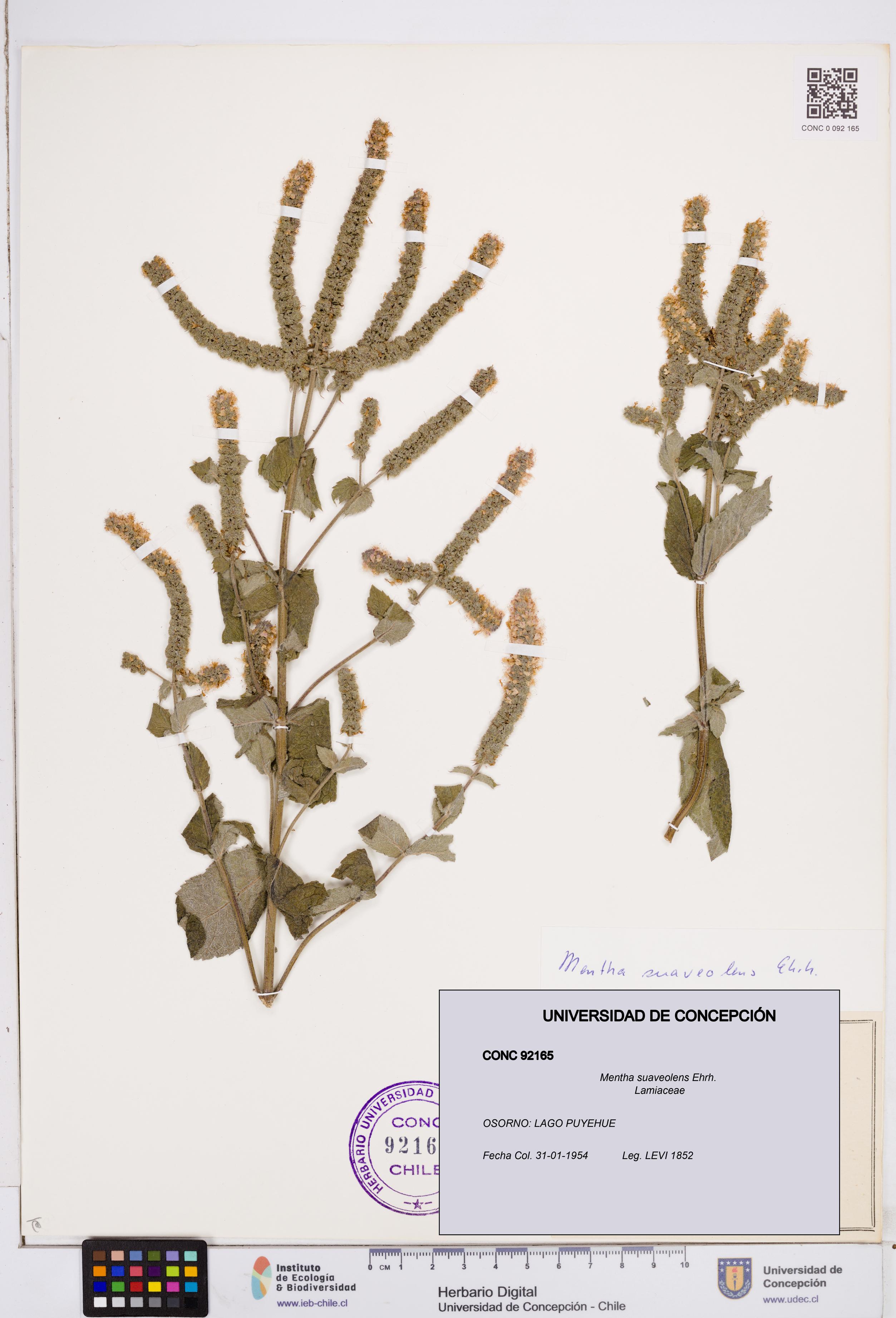 Mentha suaveolens [Espécimen: ]