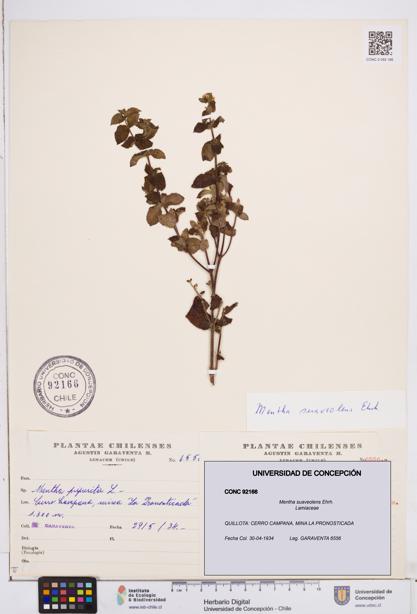 Mentha suaveolens [Espécimen: ]