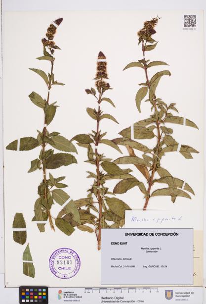 Mentha x piperita [Espécimen: ]