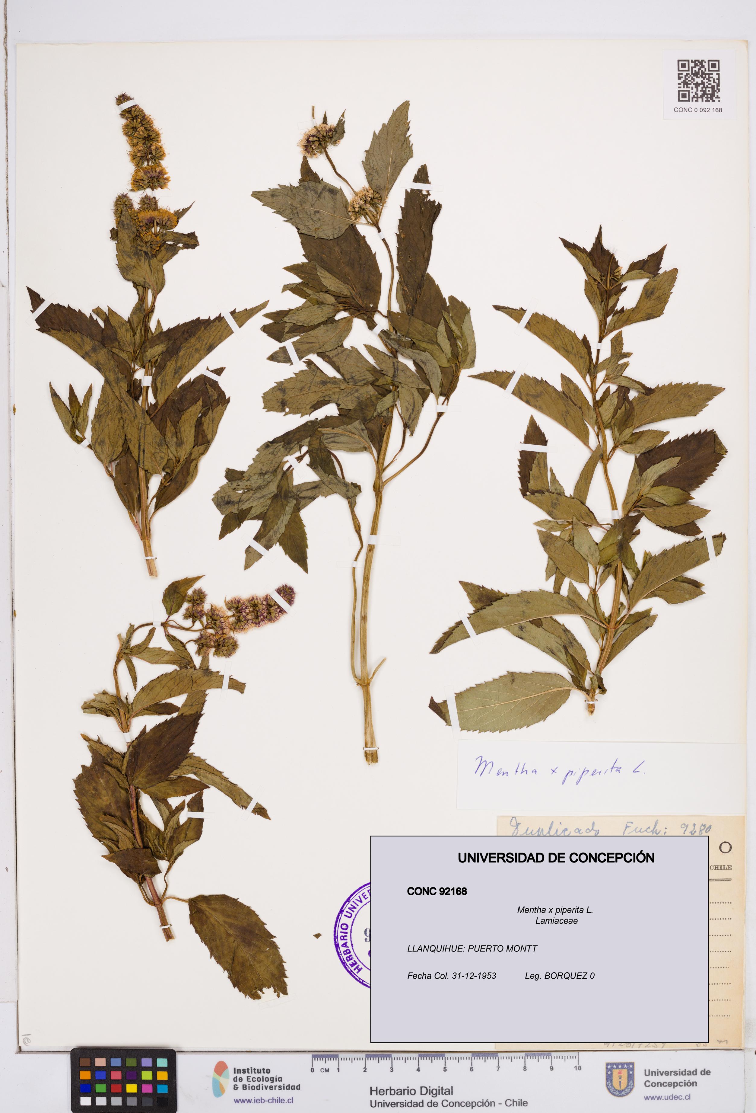 Mentha x piperita [Espécimen: ]