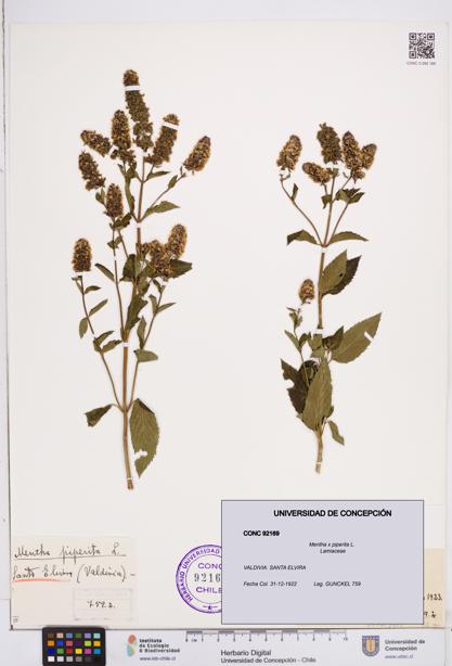 Mentha x piperita [Espécimen: ]