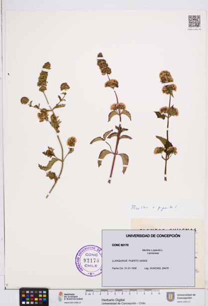 Mentha x piperita [Espécimen: ]