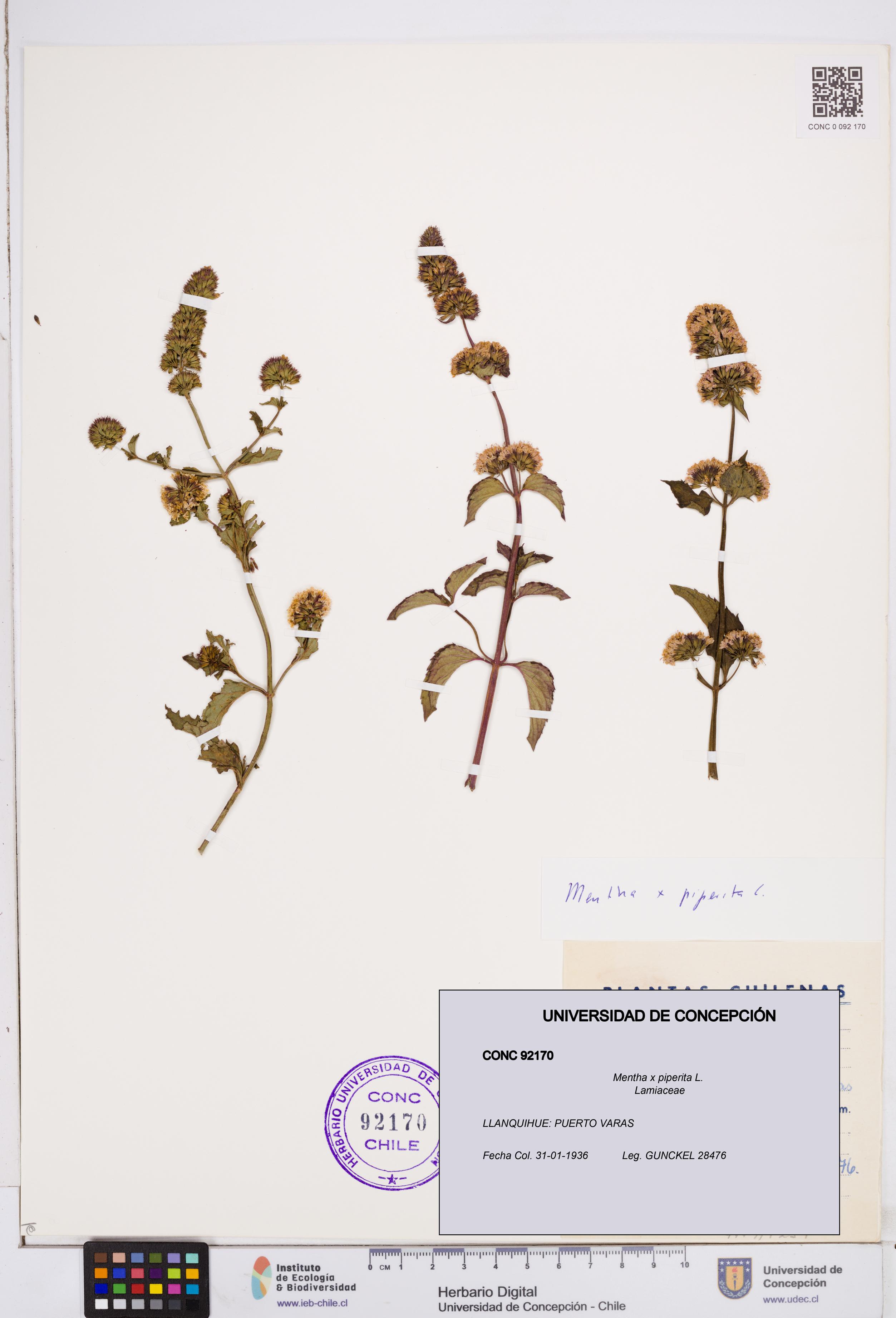 Mentha x piperita [Espécimen: ]