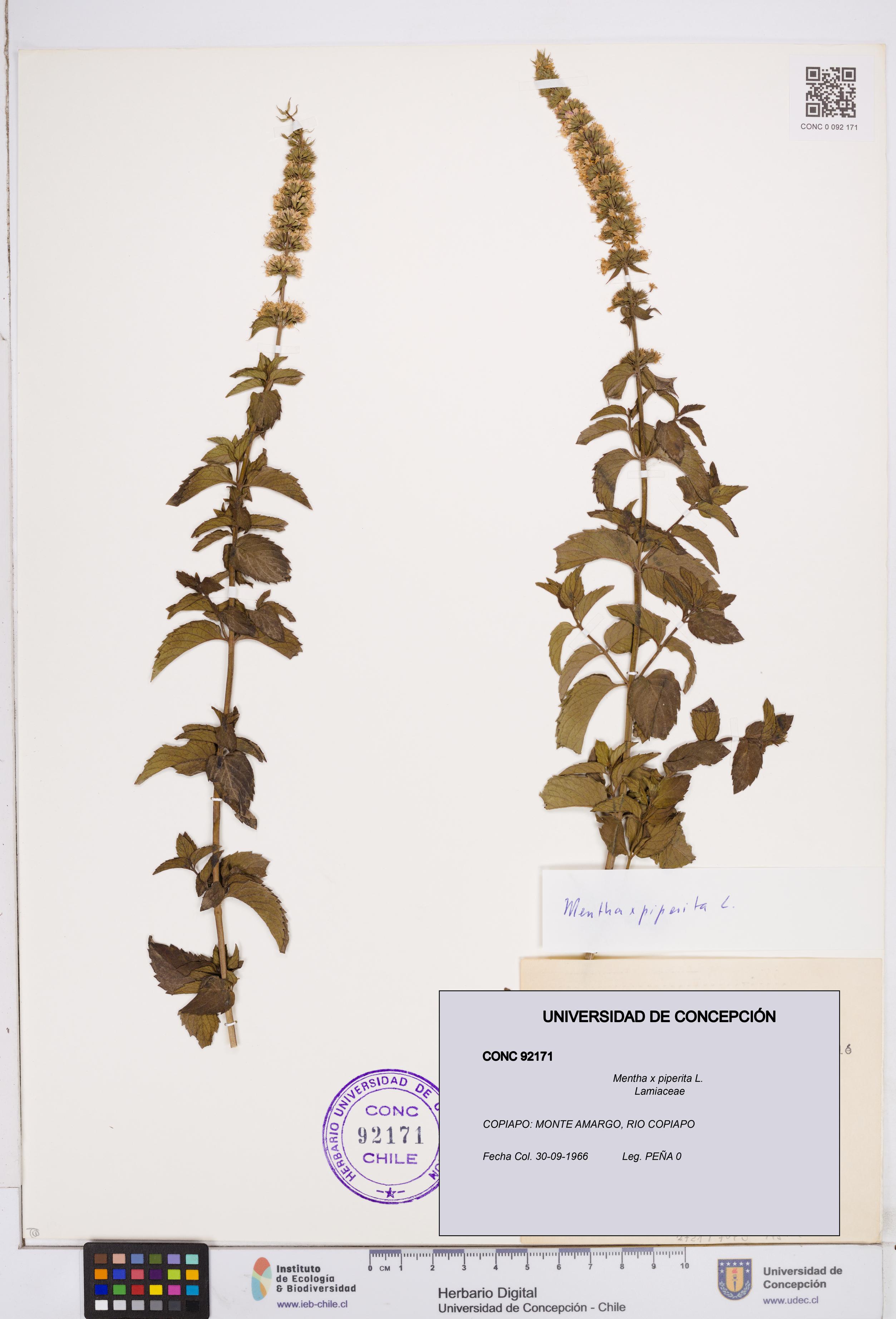 Mentha x piperita [Espécimen: ]