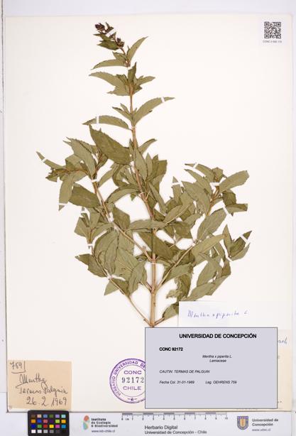 Mentha x piperita [Espécimen: ]
