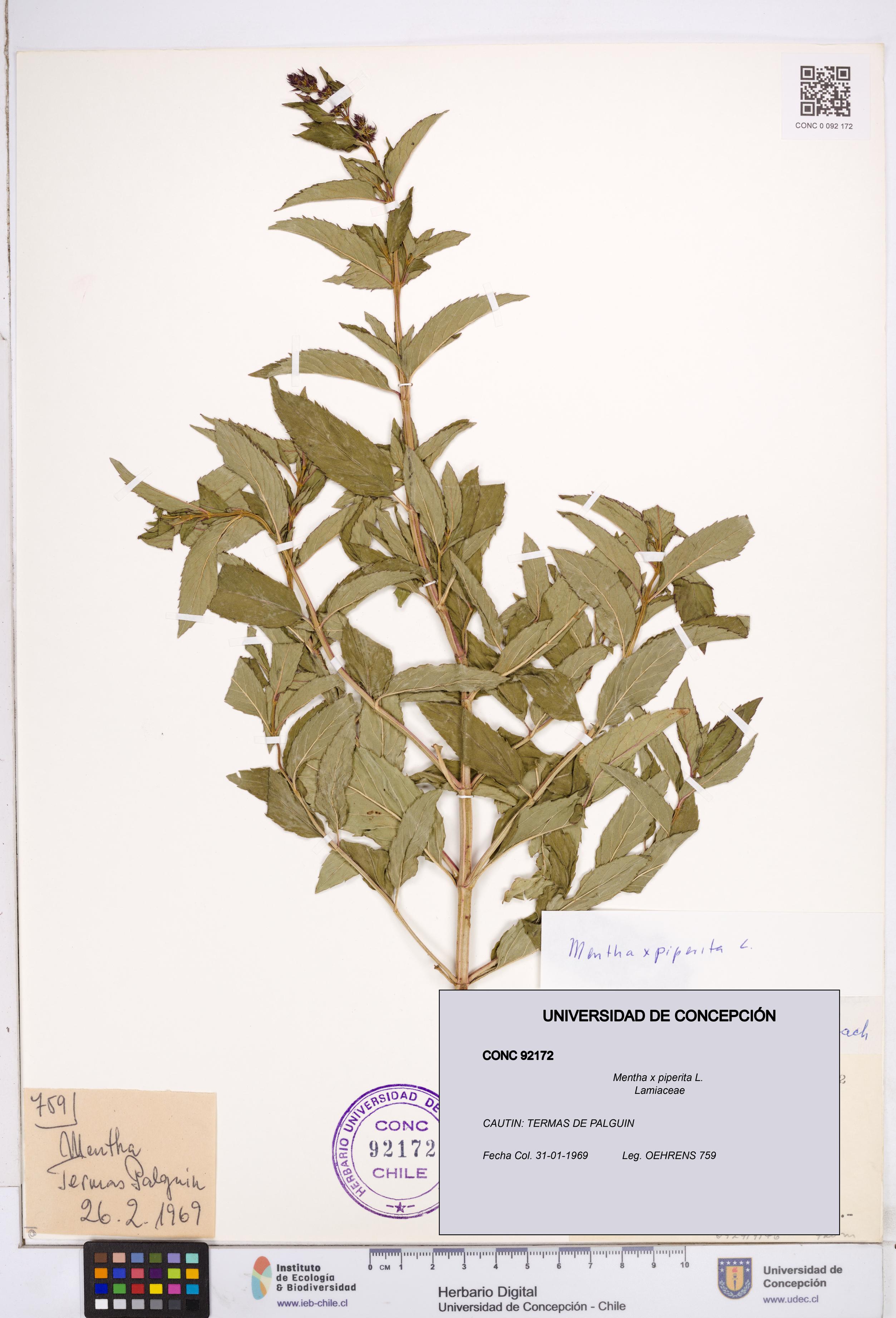 Mentha x piperita [Espécimen: ]