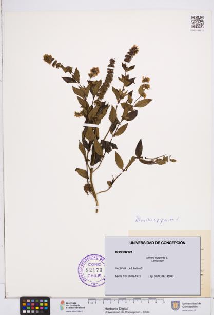 Mentha x piperita [Espécimen: ]