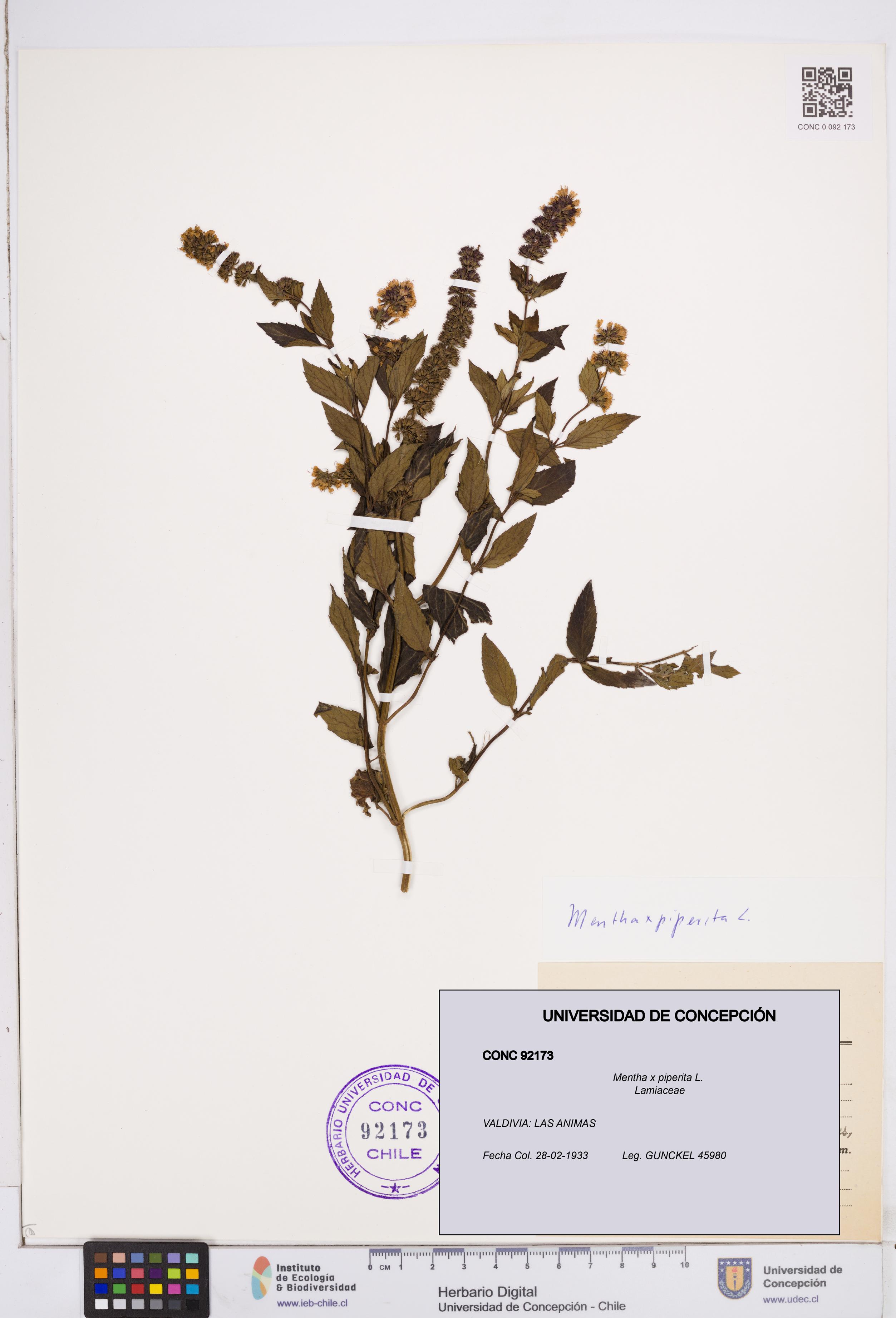 Mentha x piperita [Espécimen: ]