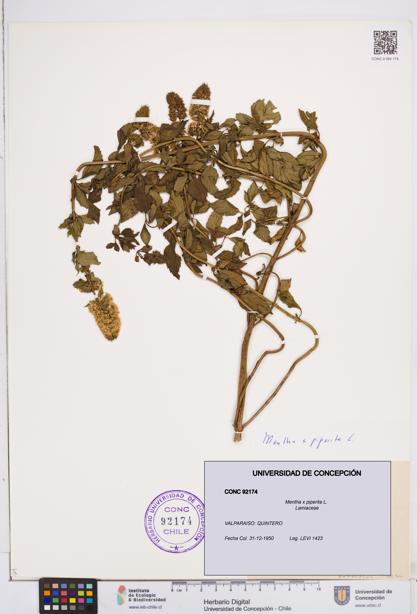 Mentha x piperita [Espécimen: ]