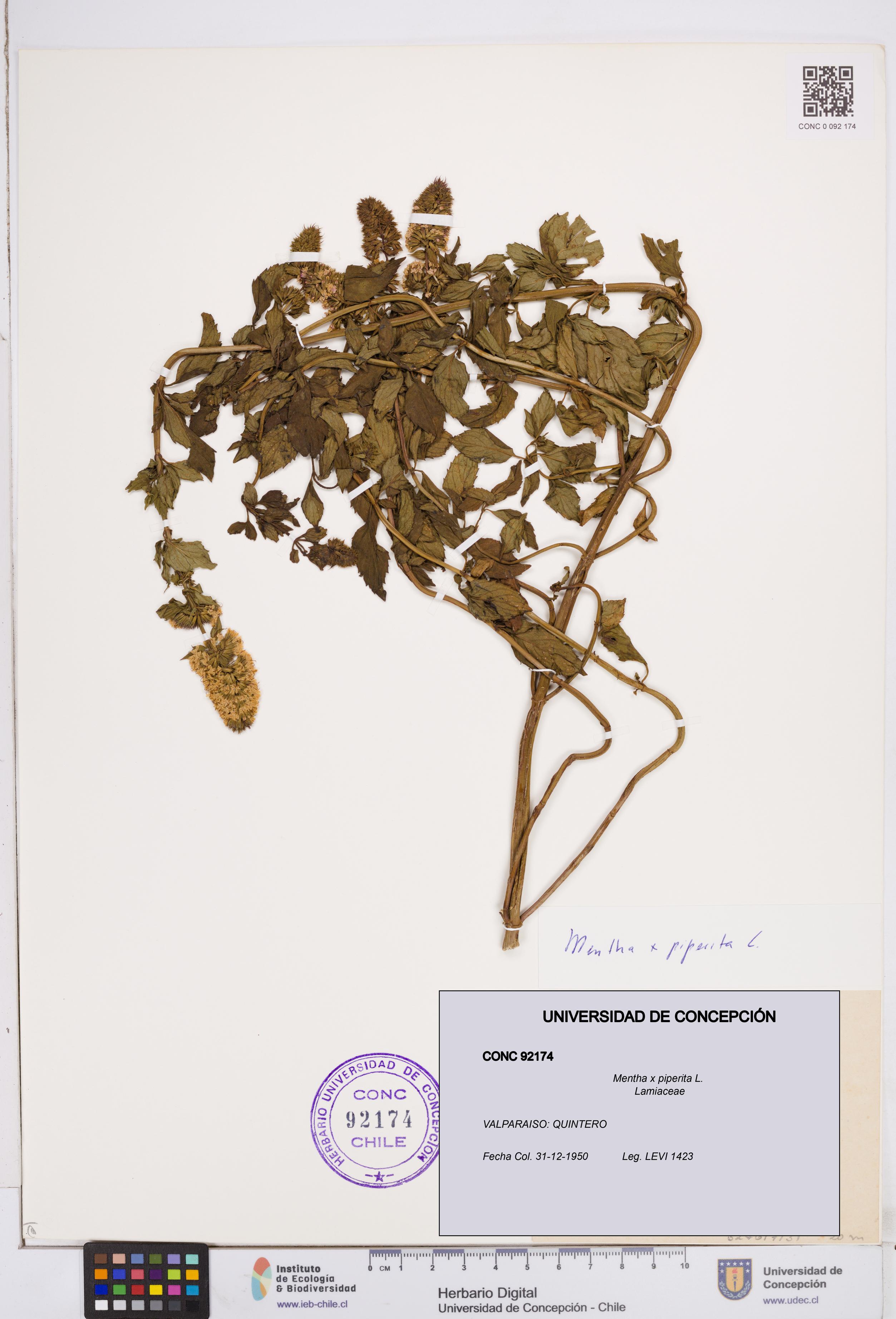 Mentha x piperita [Espécimen: ]
