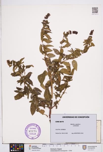 Mentha x piperita [Espécimen: ]