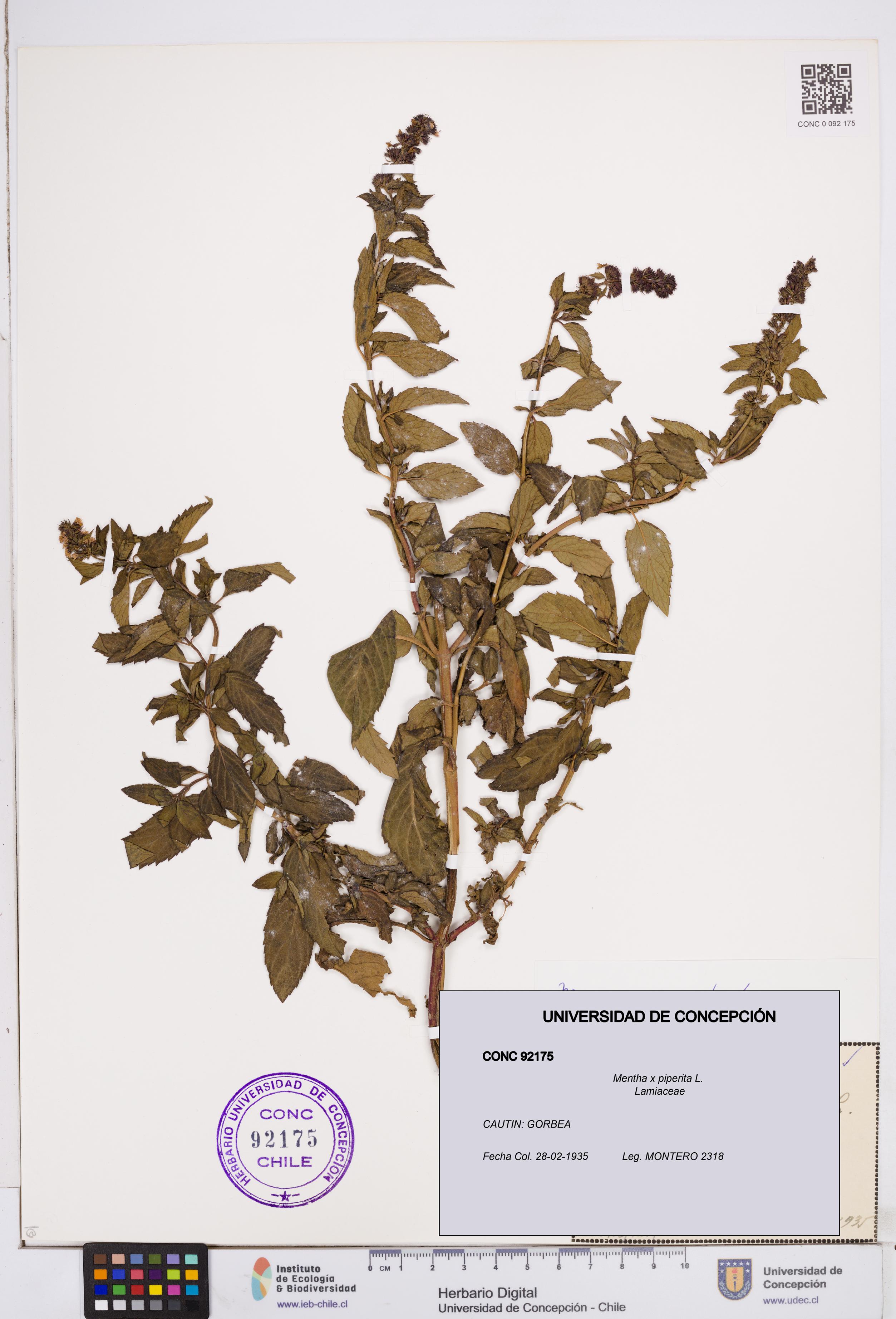 Mentha x piperita [Espécimen: ]