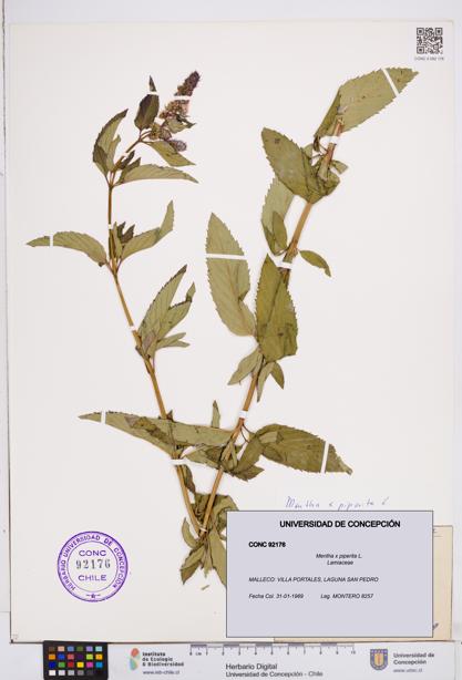Mentha x piperita [Espécimen: ]