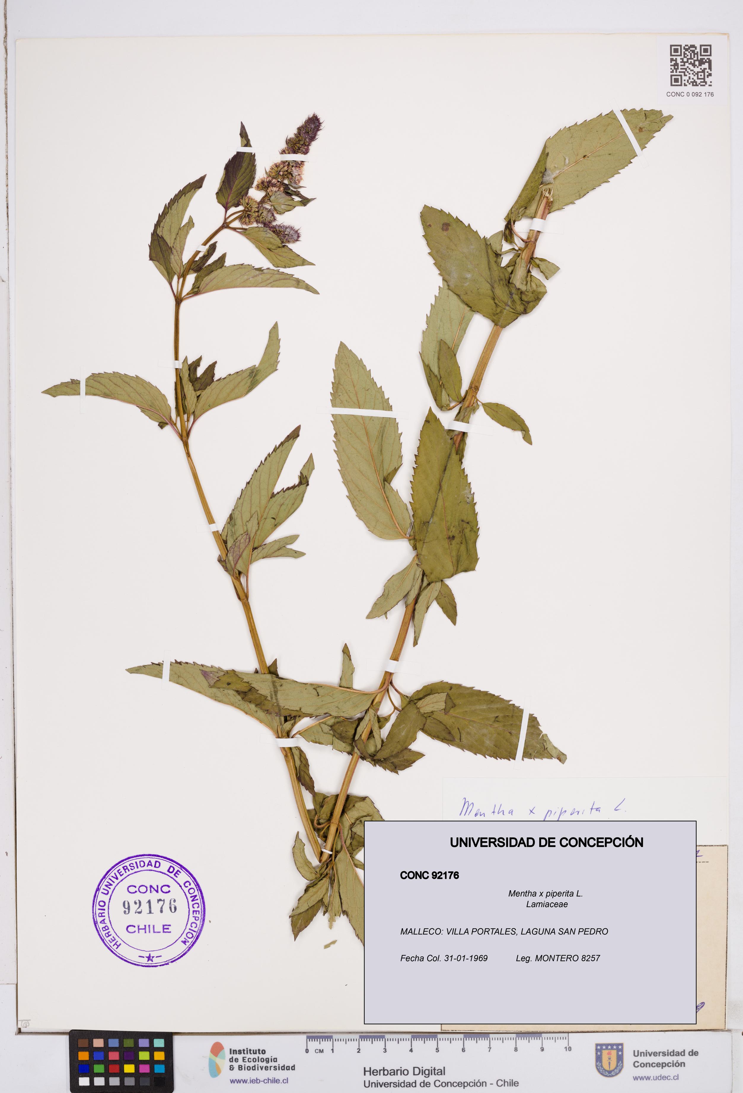 Mentha x piperita [Espécimen: ]
